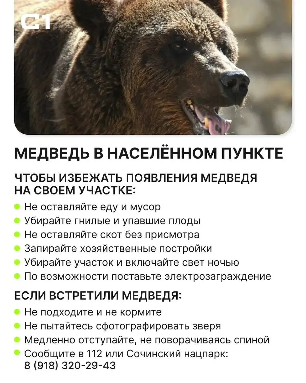 🐻 Встреча с медведем возможна как в лесу, так и в черте города.