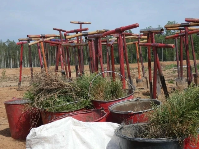 🌳 В Воткинском районе приступили к агротехническому уходу за лесными культурами