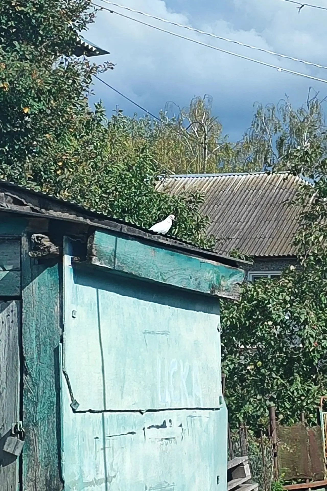 🐦Чей белый голубь клетей. В Санталово летает второй день.