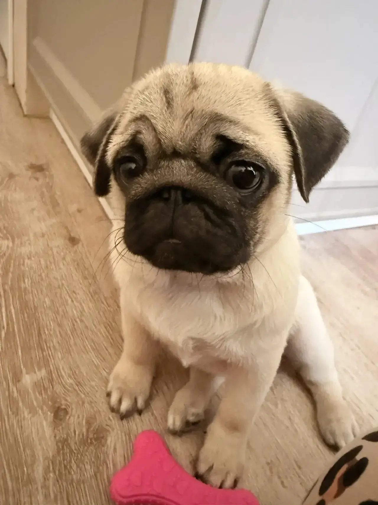 Всем привет 👋 я Мишель 🎀И сегодня мне 4 месяца🎉