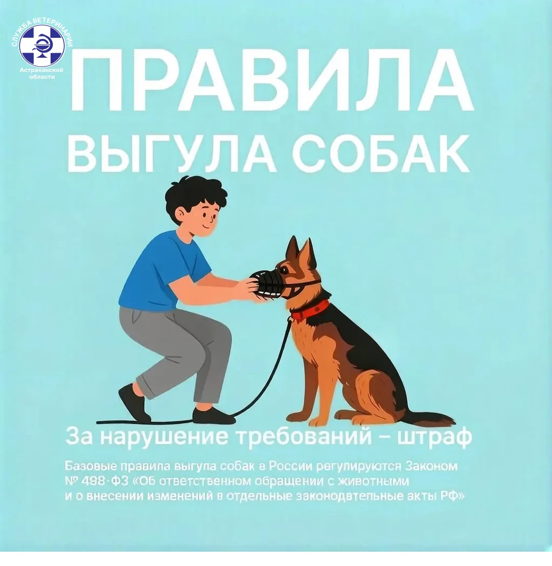 Уважаемые подписчики! 🐾Гулять с питомцем🐶 - это радость, но и большая ответственность...