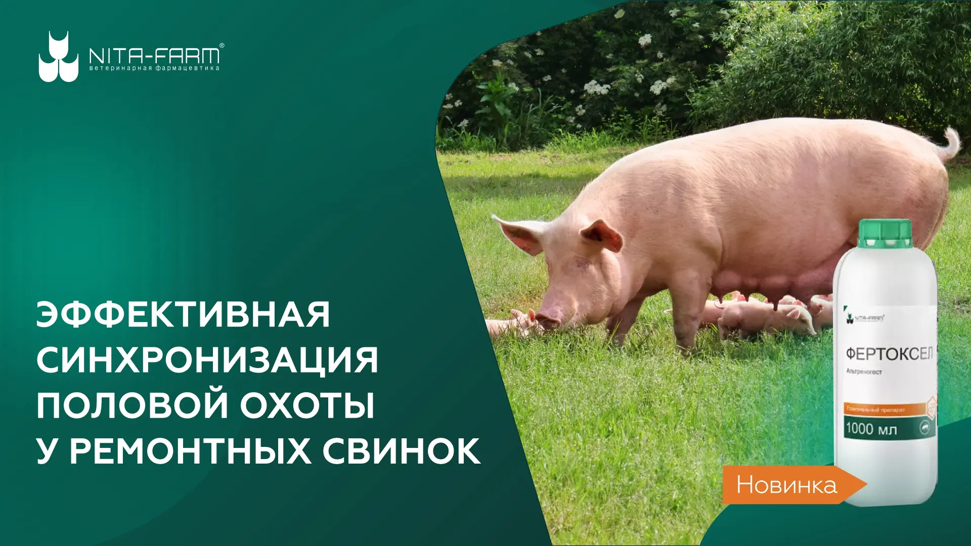 Экономическая эффективность свиноводческого предприятия определяется несколькими фактор...