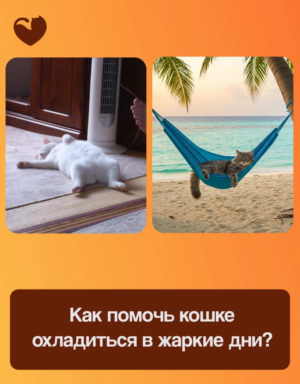 Друзья, жара – серьёзное испытание для наших питомцев