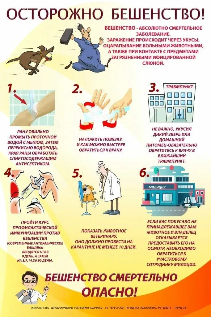 Бешенство: коротко и по делу