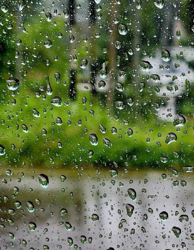 🌧 Петербург и Ленобласть хорошенько «намокли» за сутки.