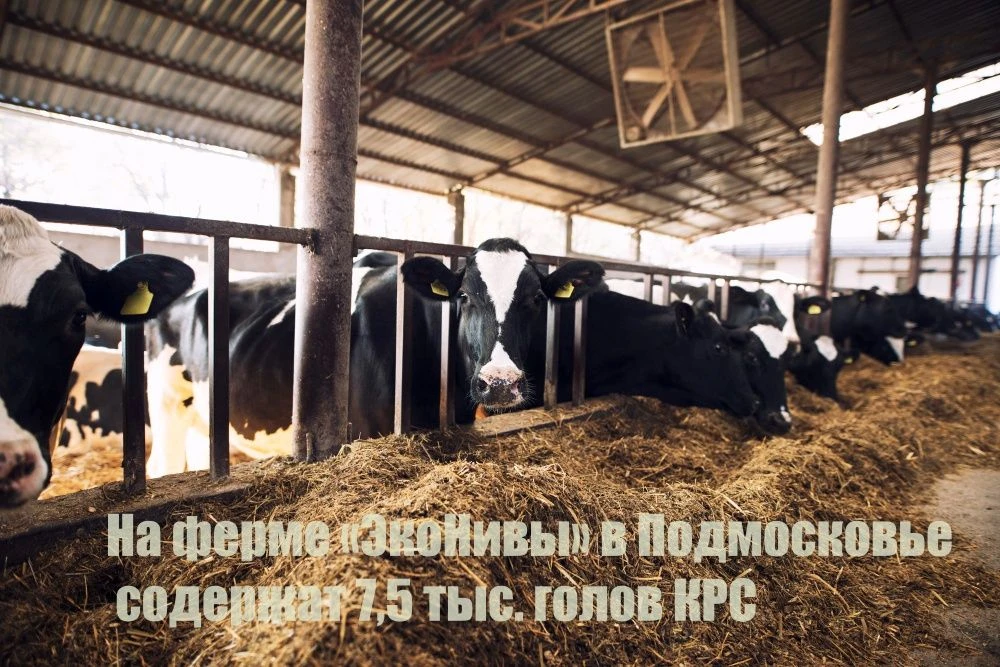 На ферме «ЭкоНивы» в Подмосковье содержат 7,5 тыс. голов КРС