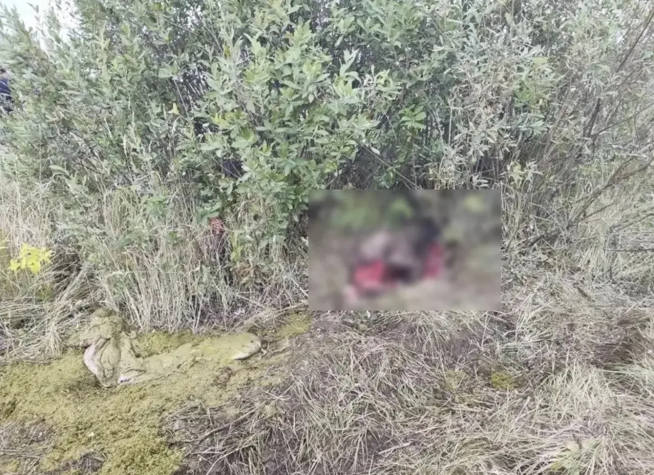 Два жителя Омской области признаны виновными в незаконной охоте на лося  Называевский городской суд 