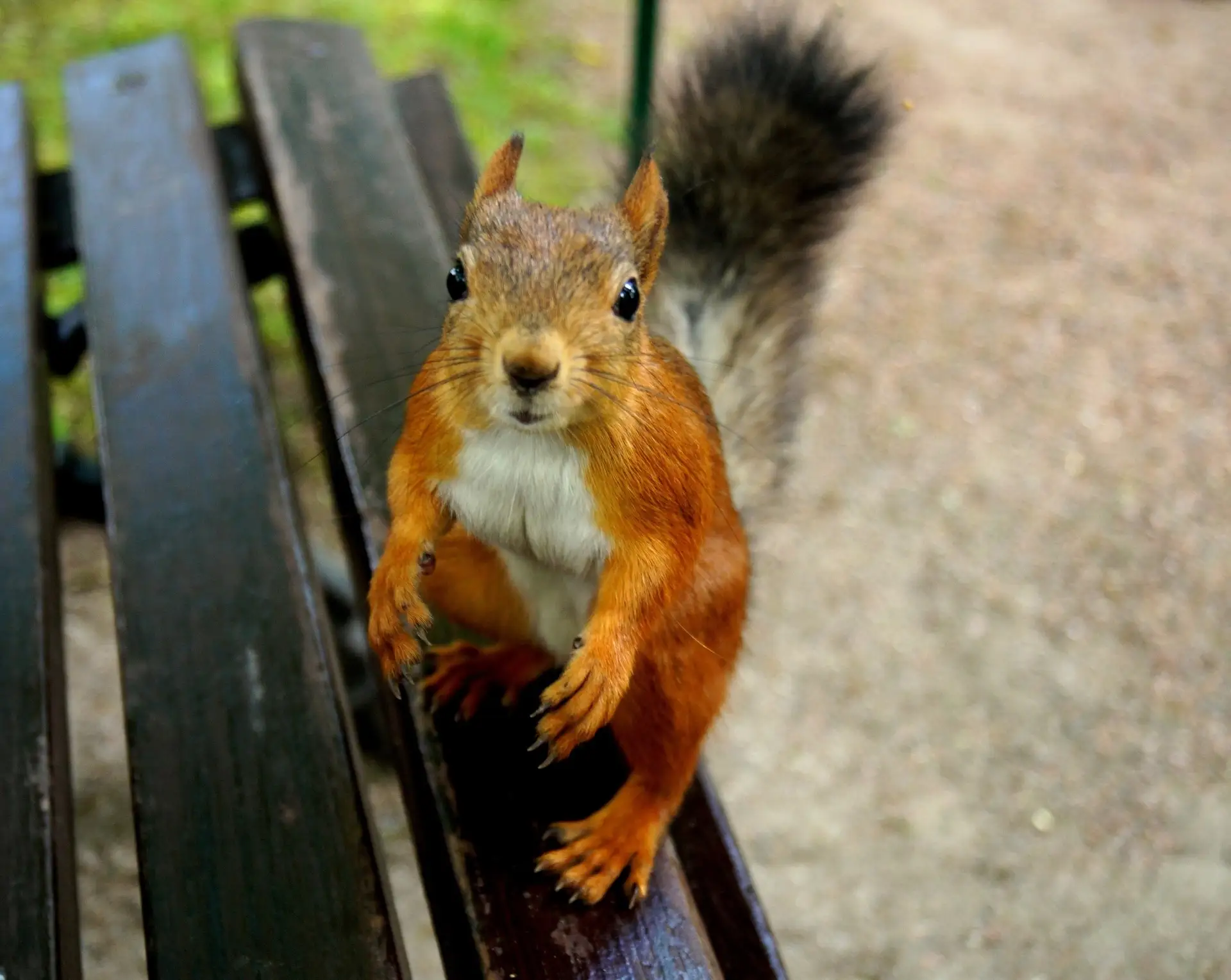 Белка в парке 🐿️