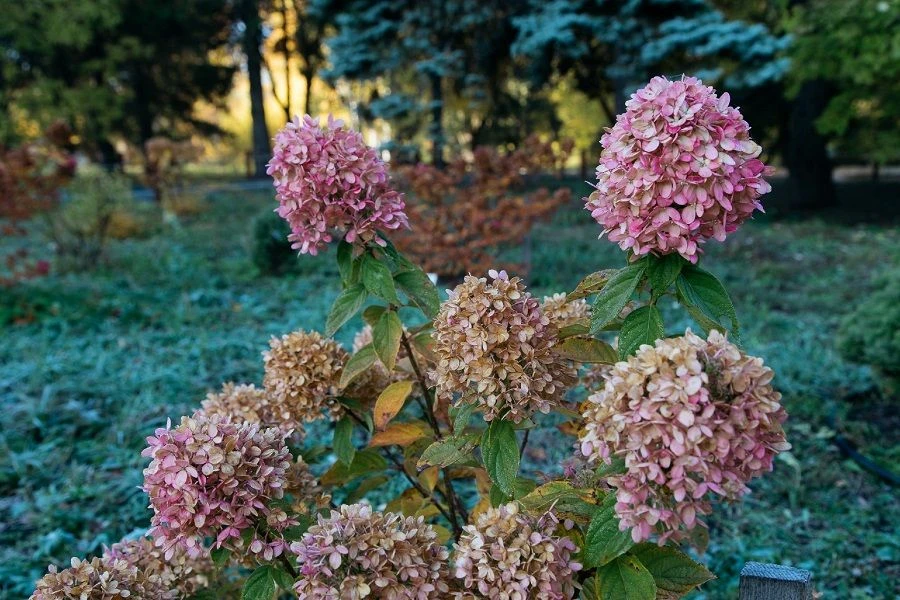 🍂 В Самаре с 5 октября изменят время работы ботанического сада