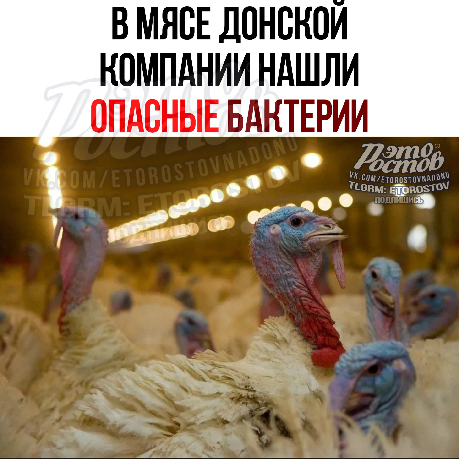 🤢 Сальмонеллу нашли в мясе индейки производителя с Дона