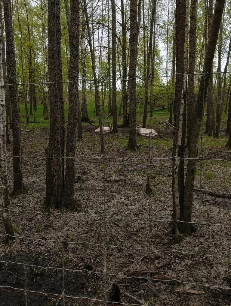 🏞️ В КЕРЖЕНСКОМ ЗАПОВЕДНИКЕ: ШКОЛЬНИКИ НА ЭКОЛОГИЧЕСКОМ СЛЁТЕ! 🌿🐾  📍12 мая учащиеся нашей школы под 