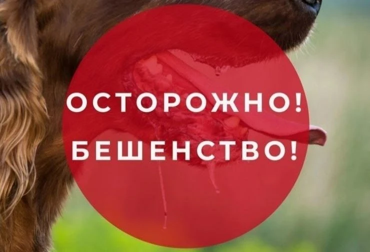 ❗️Бешенство – это смертельное вирусное заболевание, которое поражает центральную нервну...