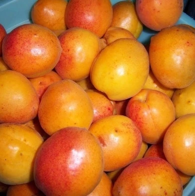 Абрикос Супериор: ранний гигант с румянцем и феноменальной отдачей 🍑✨

Созревает одним из первых, н