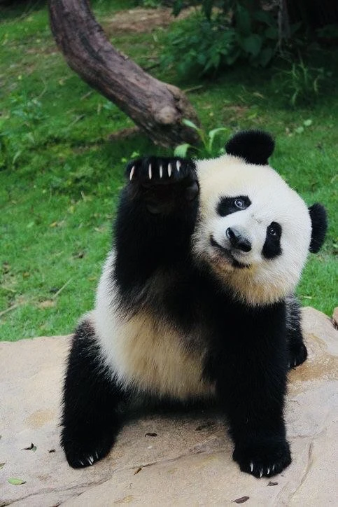 🐼 Экскурсионные туры в Китай - https://vk.ru/im/channels/-234220437