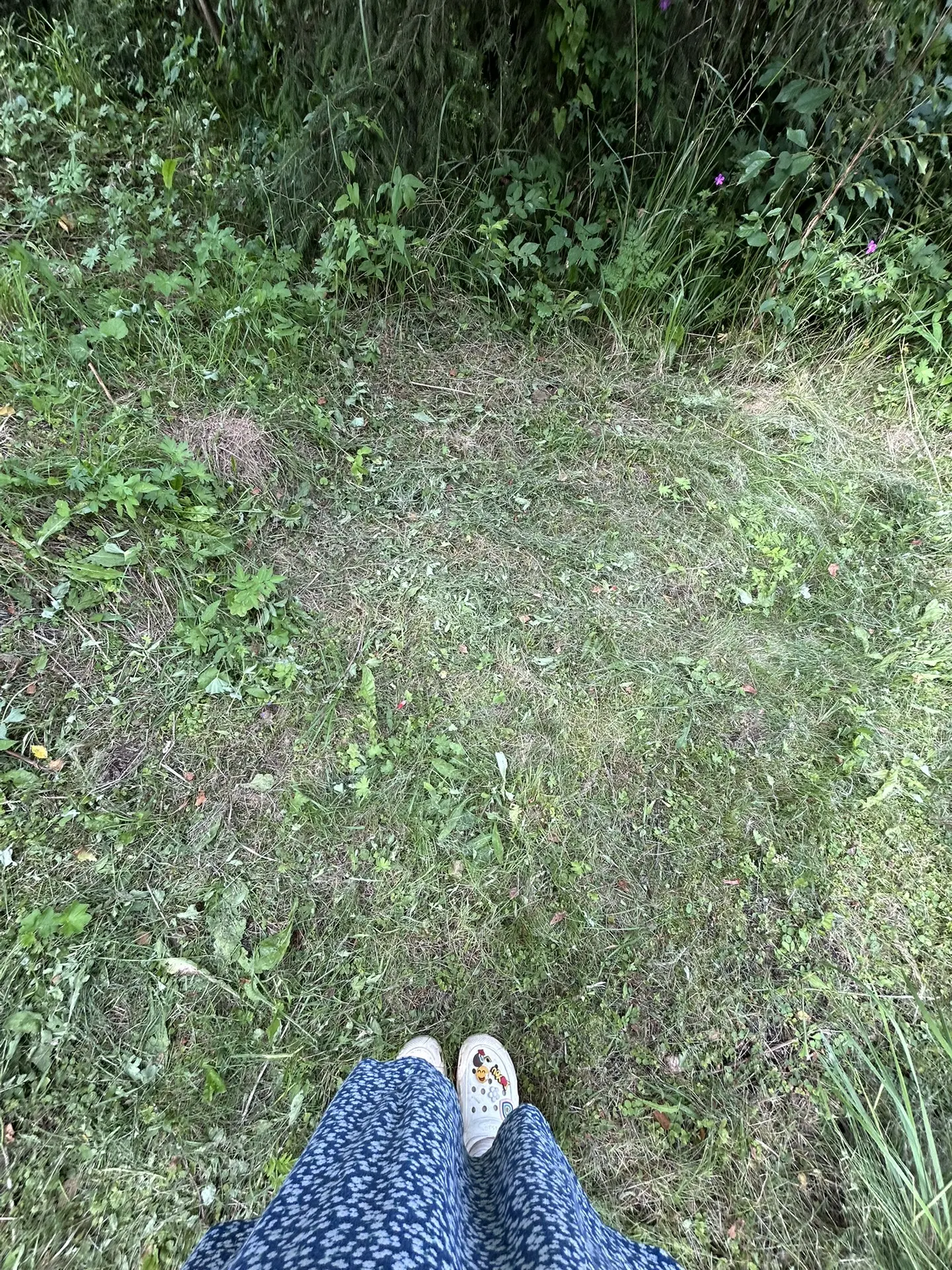 Впервые вижу такие 🍄