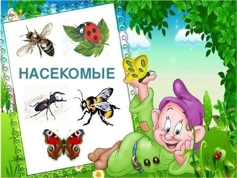 В  старшей группе  дошкольного отделения прошло  занятие «В мире насекомых».  Ребята  вспомнили «шес