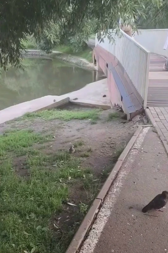 🐀 В Южном Бутово крысы вышли на улицы — их стало больше голубей

Жители района жалуются на нашестви