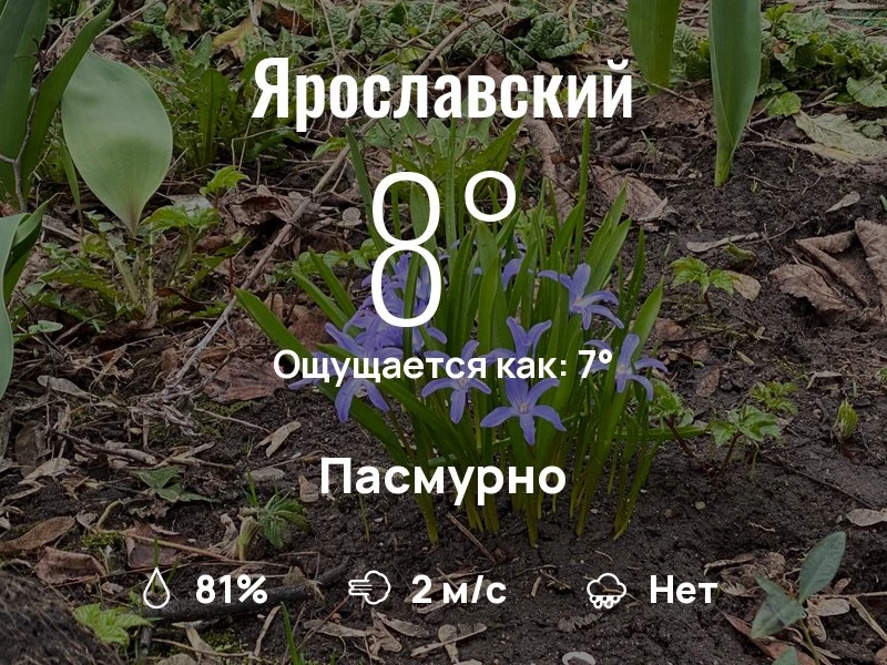 Что с погодой в Ярославском?