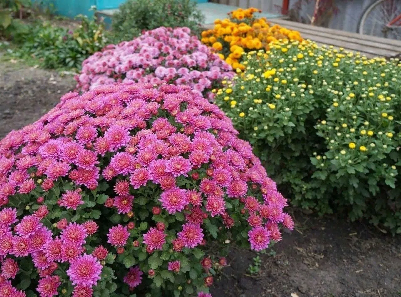 🔥🌸Начинается сезон хризантем