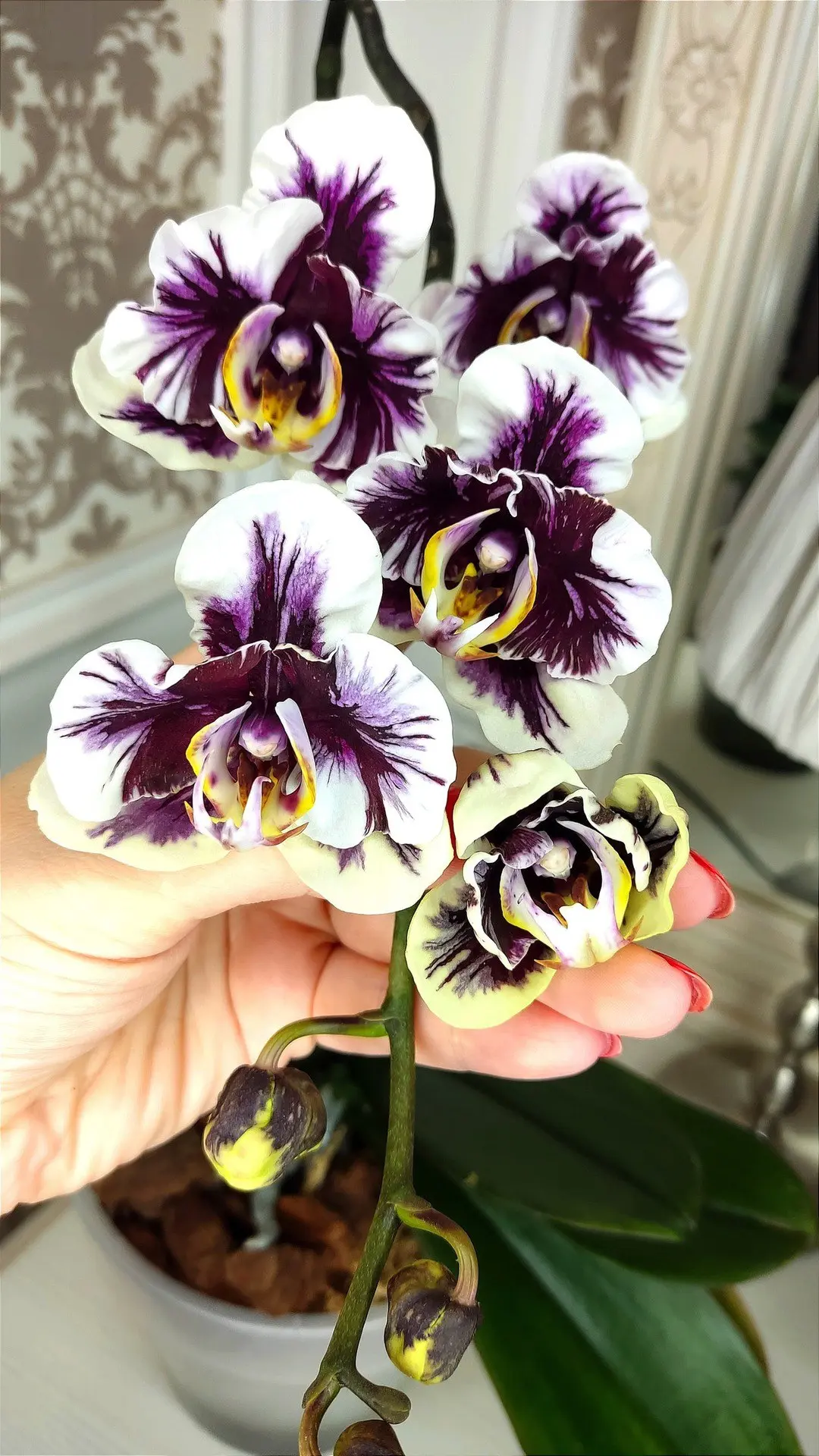 🌺Phal. Hsinying Little Knight 'Voodoo'