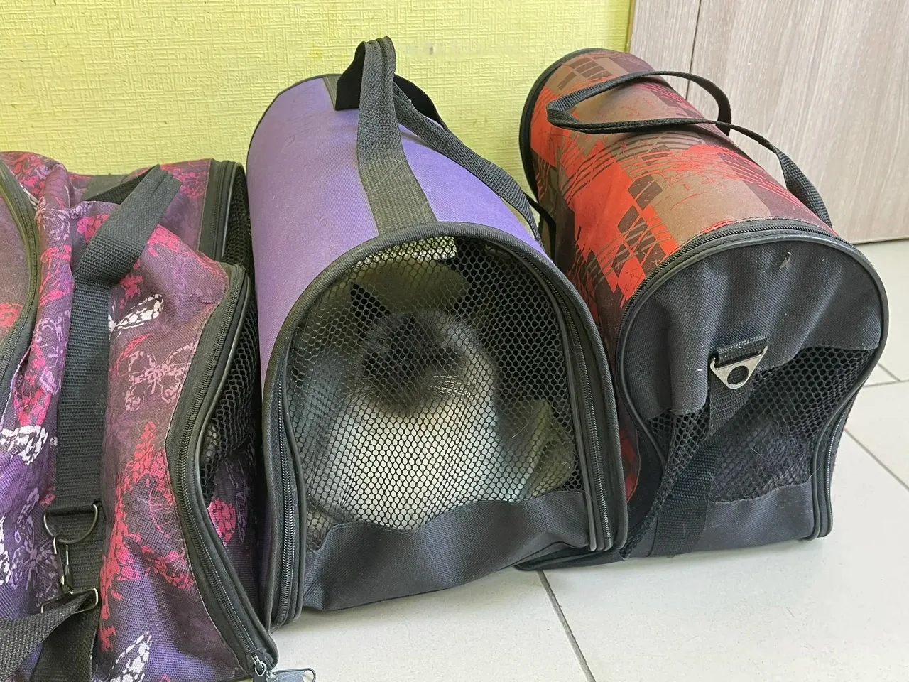 За кулисами приюта. Как ваша помощь работает каждый день. 🙏🐾  Сегодня у нас в «Омских хвостиках» сно
