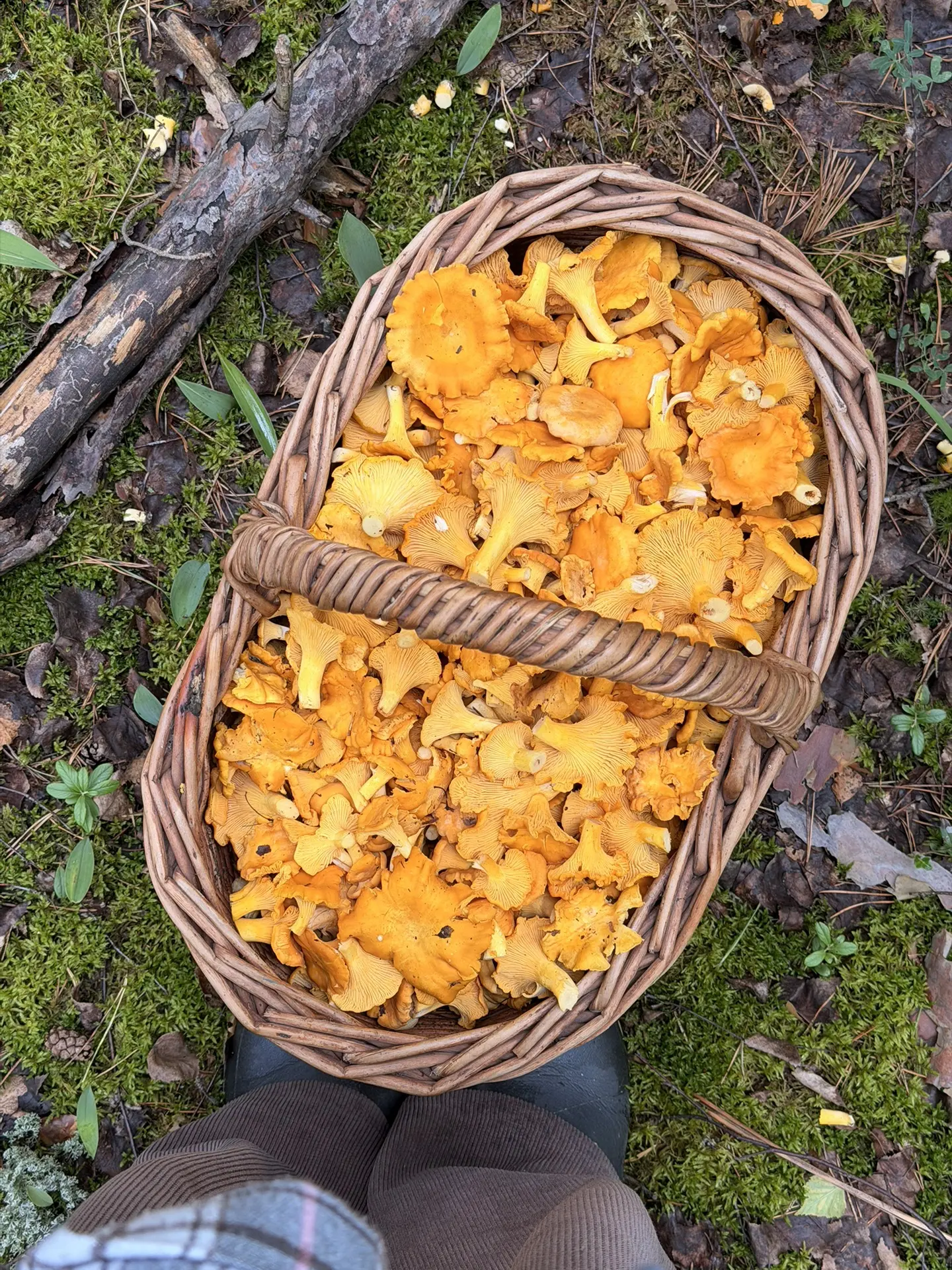 Ну и фоточки 🤳 конечно же . 🌳🌲🪵🍄‍🟫🦊🍂🍃