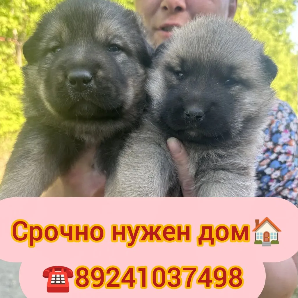 Дорогие друзья❤️  
Еще две маленькие жизни висят на волоске😭  
Они родились от бездомной собаки, ни
