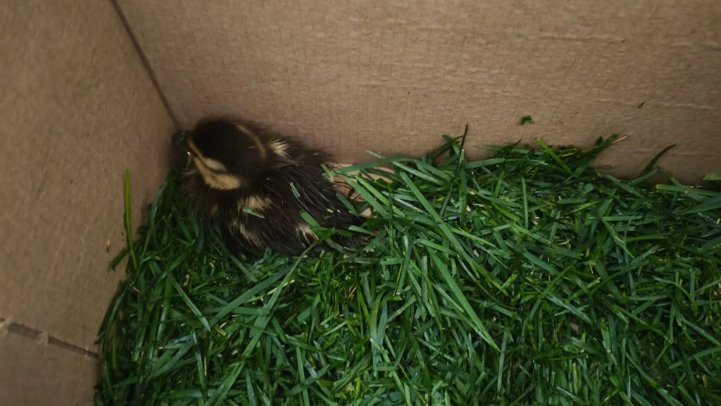🦆 История со счастливым концом

На днях к нам привезли маленького утёнка. Его обнаружила девушка у 