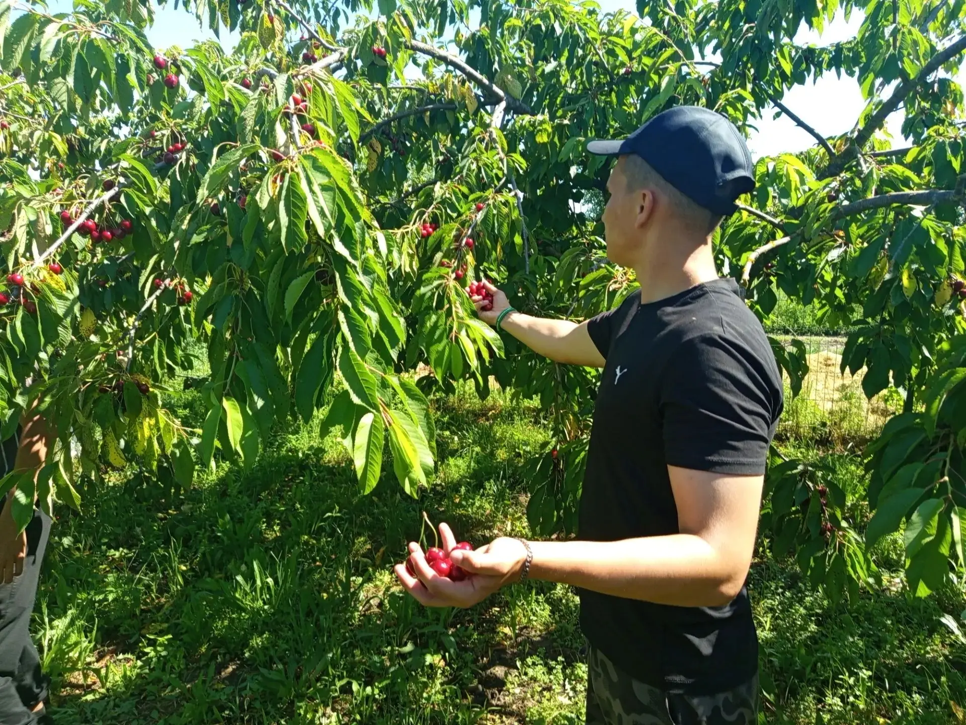 🍒 От саженца до ягоды

На садово-опытном участке Майкопского СУВУ обучающиеся по профессии Садовод 