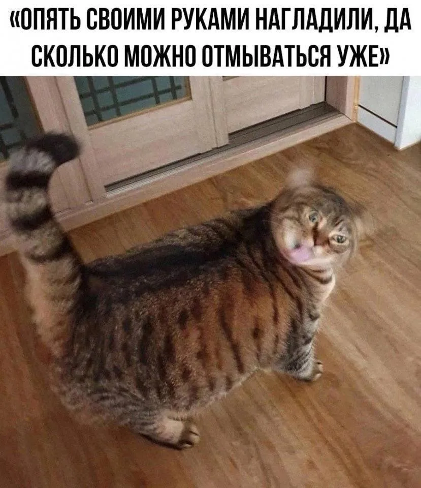 Любой уважающий себя кот, после того как его хозяева вызвали скорую: 👀