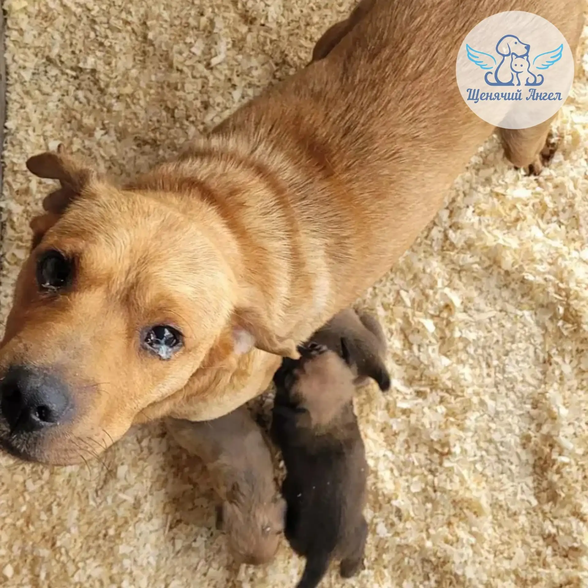 С ПОПОЛНЕНИЕМ НАС: СОБАЧУЛЯ ДЖЕССИ И ШЕСТЕРО МАЛЫШЕЙ 😊🐾