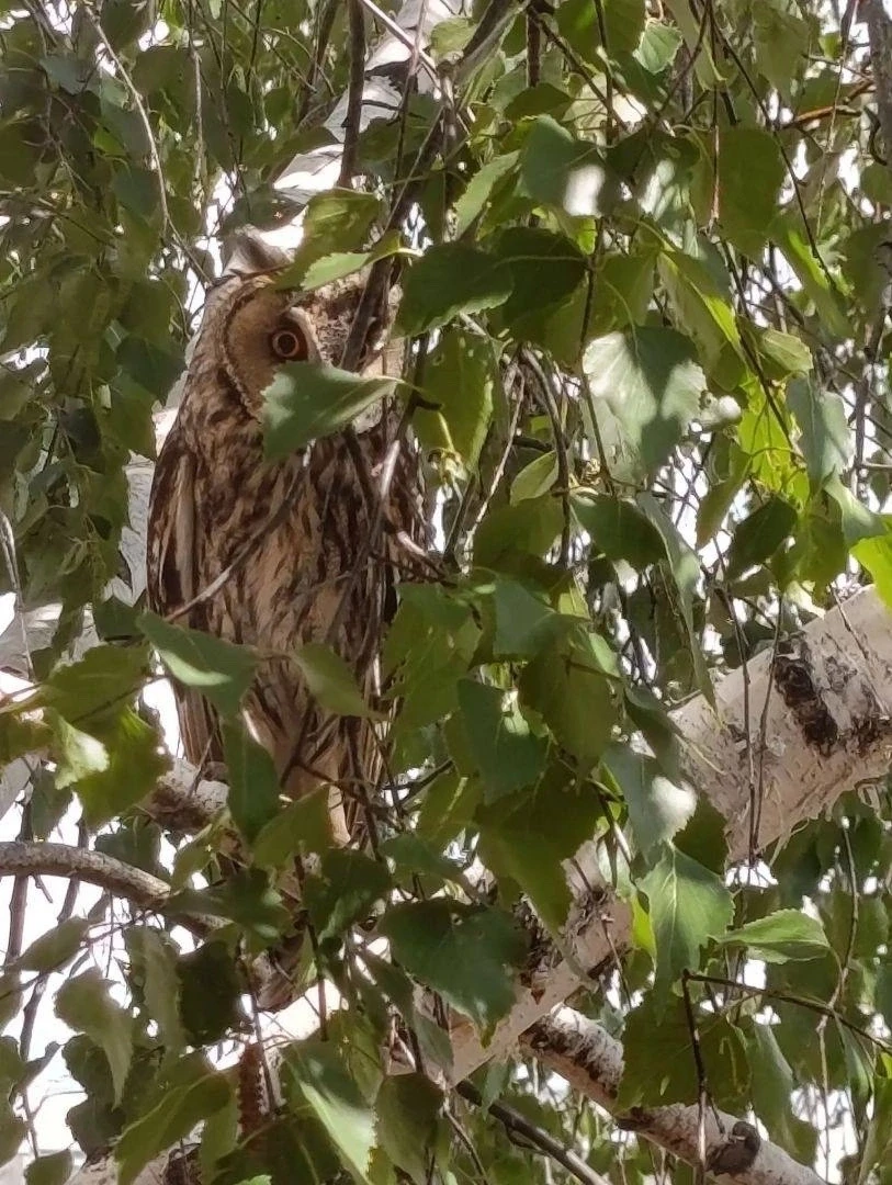 Вот такие гости к нам прилетают 🦉