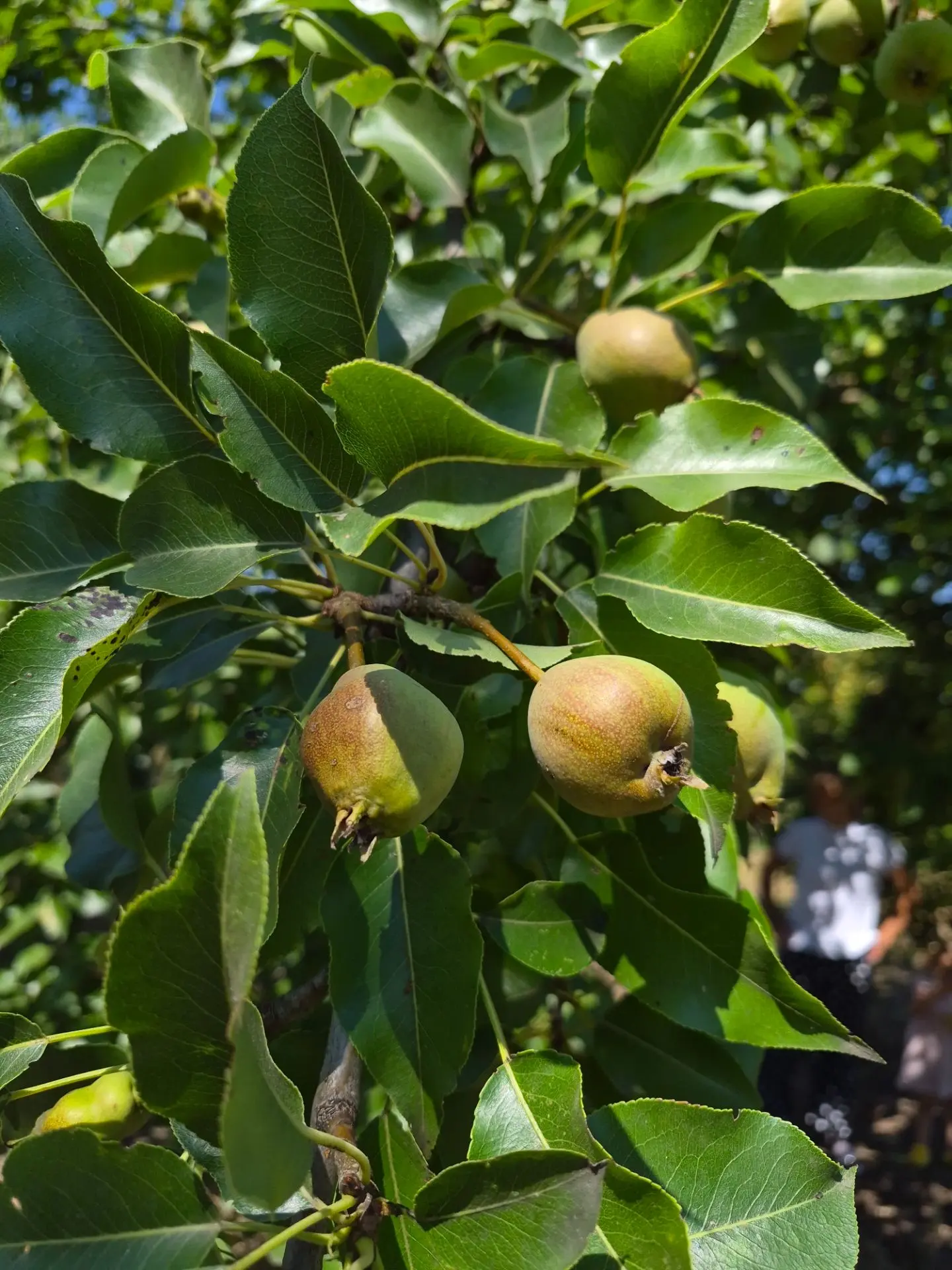 🍐 Тёмные пятна на грушах — не приговор, а сигнал к действию. В филиал Россельхозцентра...