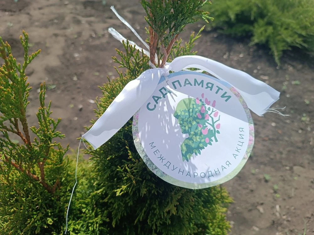 🌲 Акция «Сад памяти»: наши ученики высадили ели!