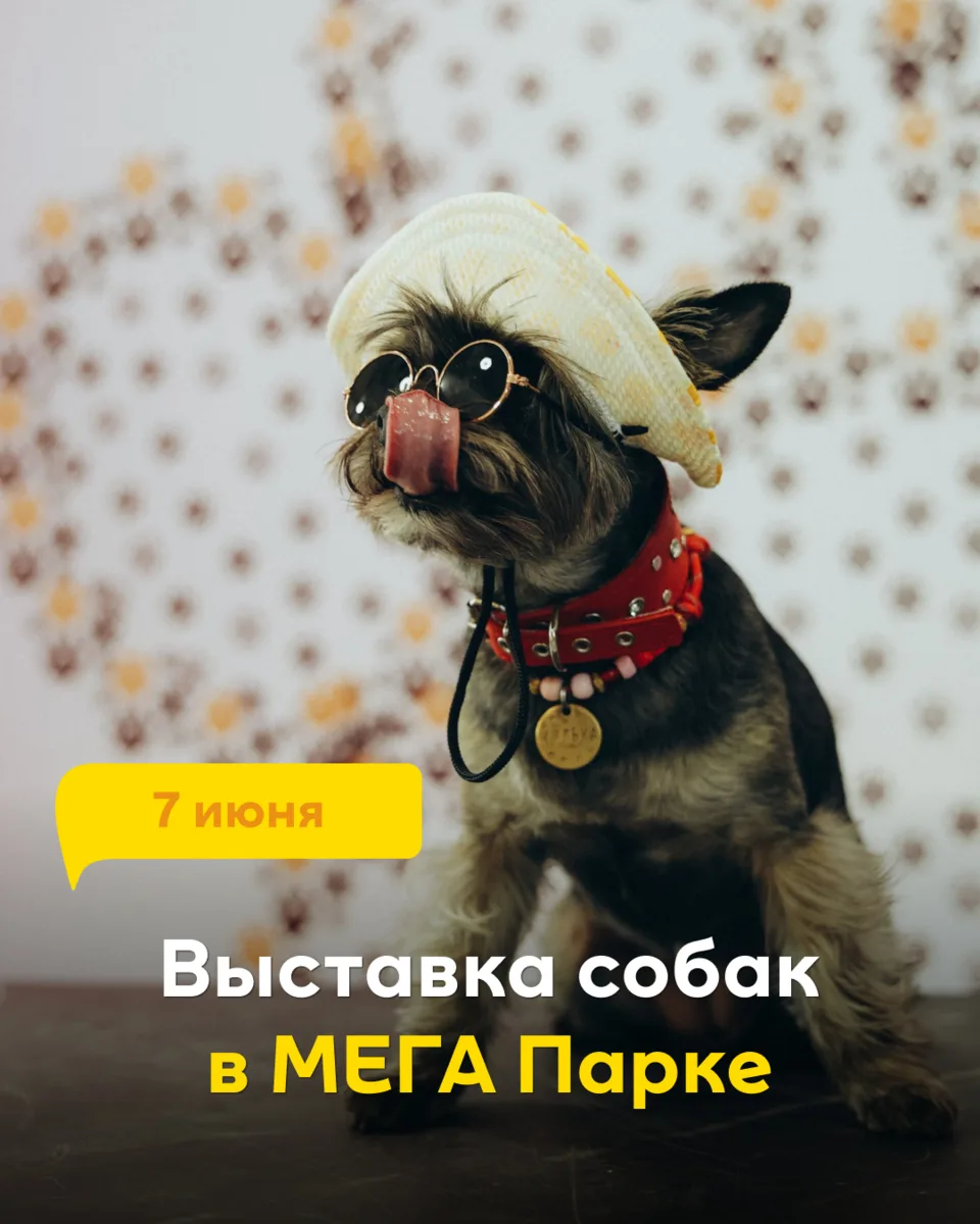 7 июня МЕГА Парк станет самым хвостатым местом города 🐕💛
