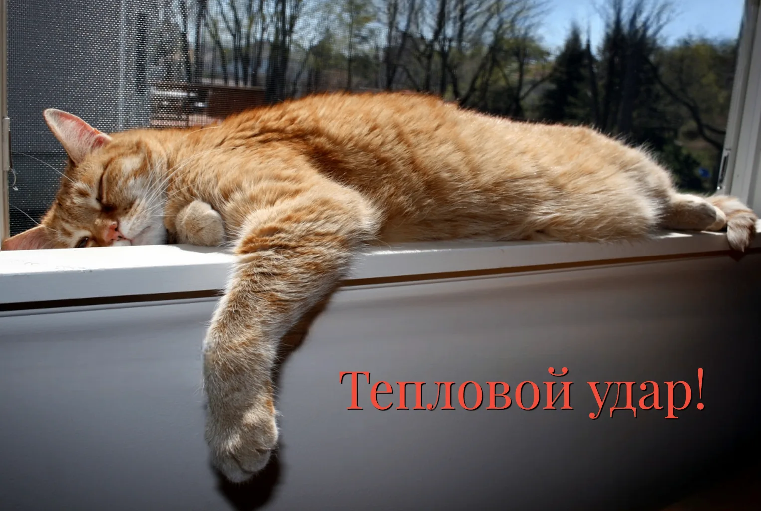 🐈 Тепловой удар у кошки 🐈

Летом от зноя страдают не только люди, но и домашние питомцы.
Городскую