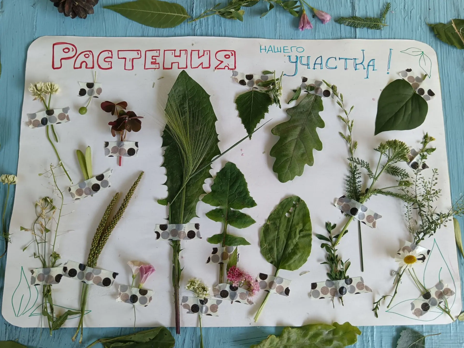 Растения нашего участка! 🌿

Ребята собрали гербарий из всех трав и деревьев, которые растут на терр