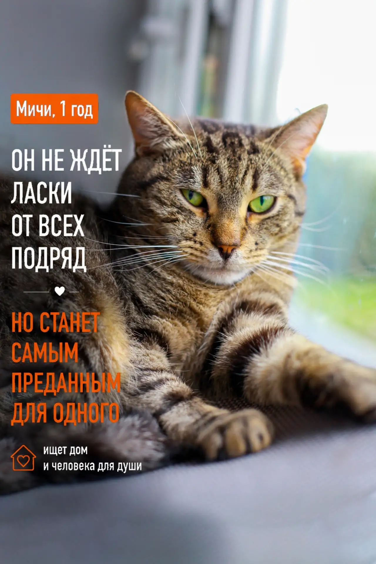 Мичи — настоящий кошачий компаньон и отличный друг для сородичей. С другими котиками он...