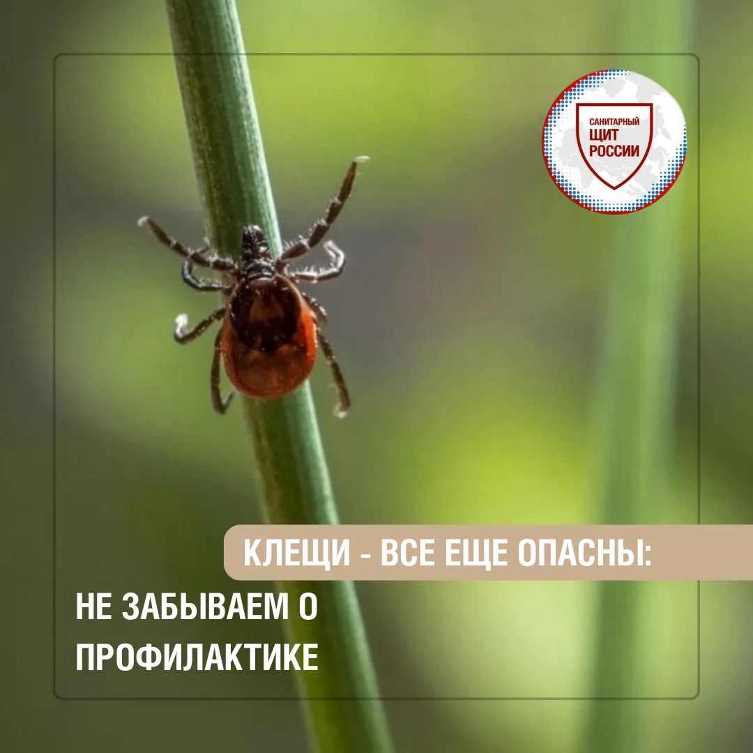 Многие считают, что с наступлением осени клещи исчезают. На самом деле при теплой погод...