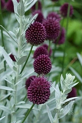 🌸🌿 Sanguisorba 'Little Angel' — миниатюрная жемчужина сада
