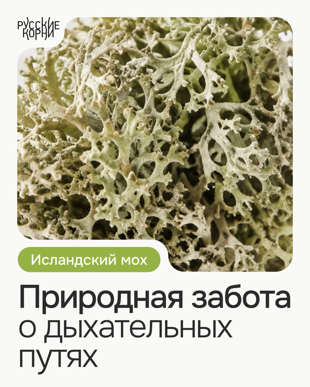 🌿 ИСЛАНДСКИЙ МОХ 🌿