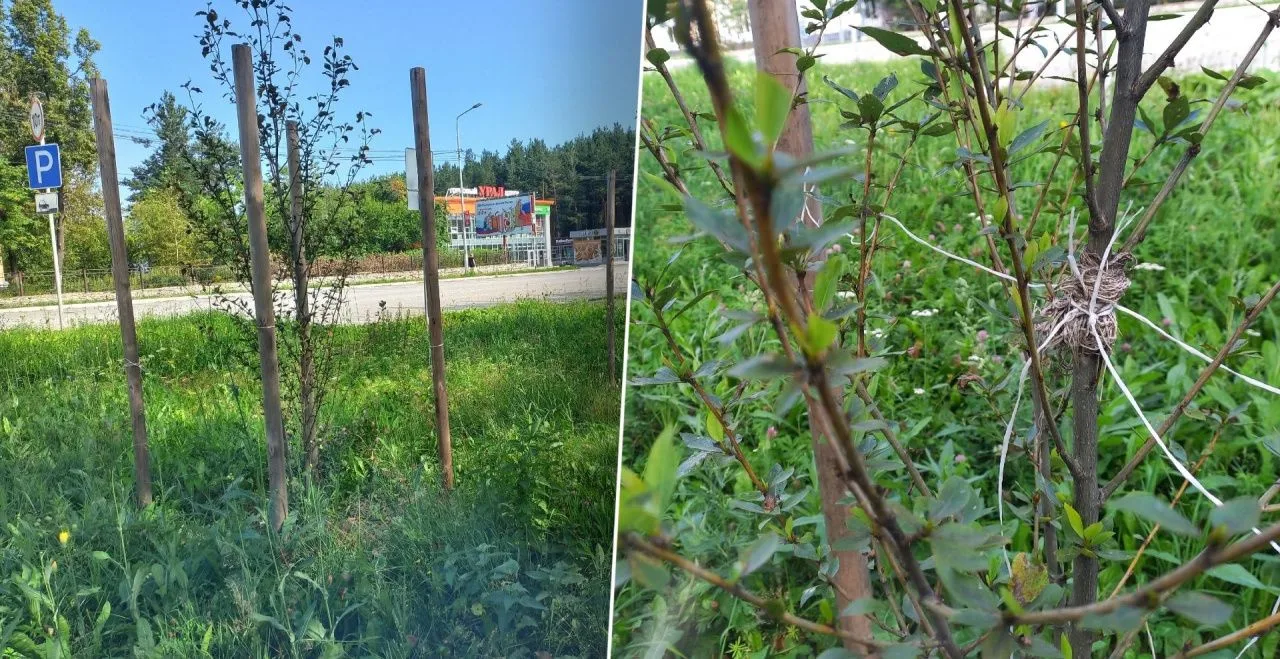 Молодые деревья на Мира встревожили карпинцев 🌳

Жители Карпинска переживают за саженцы вдоль улицы