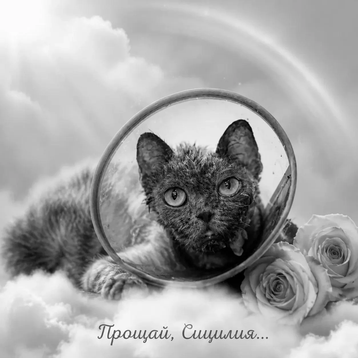 Ее сердечко остановилось, но она ушла любимой. В память о Сицилии. 💔

Больше месяца назад мы нашли 