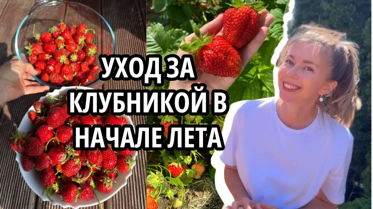 Чем подкормить клубнику в конце весны-начале лета, чтобы повысить качество урожая? Чтоб...
