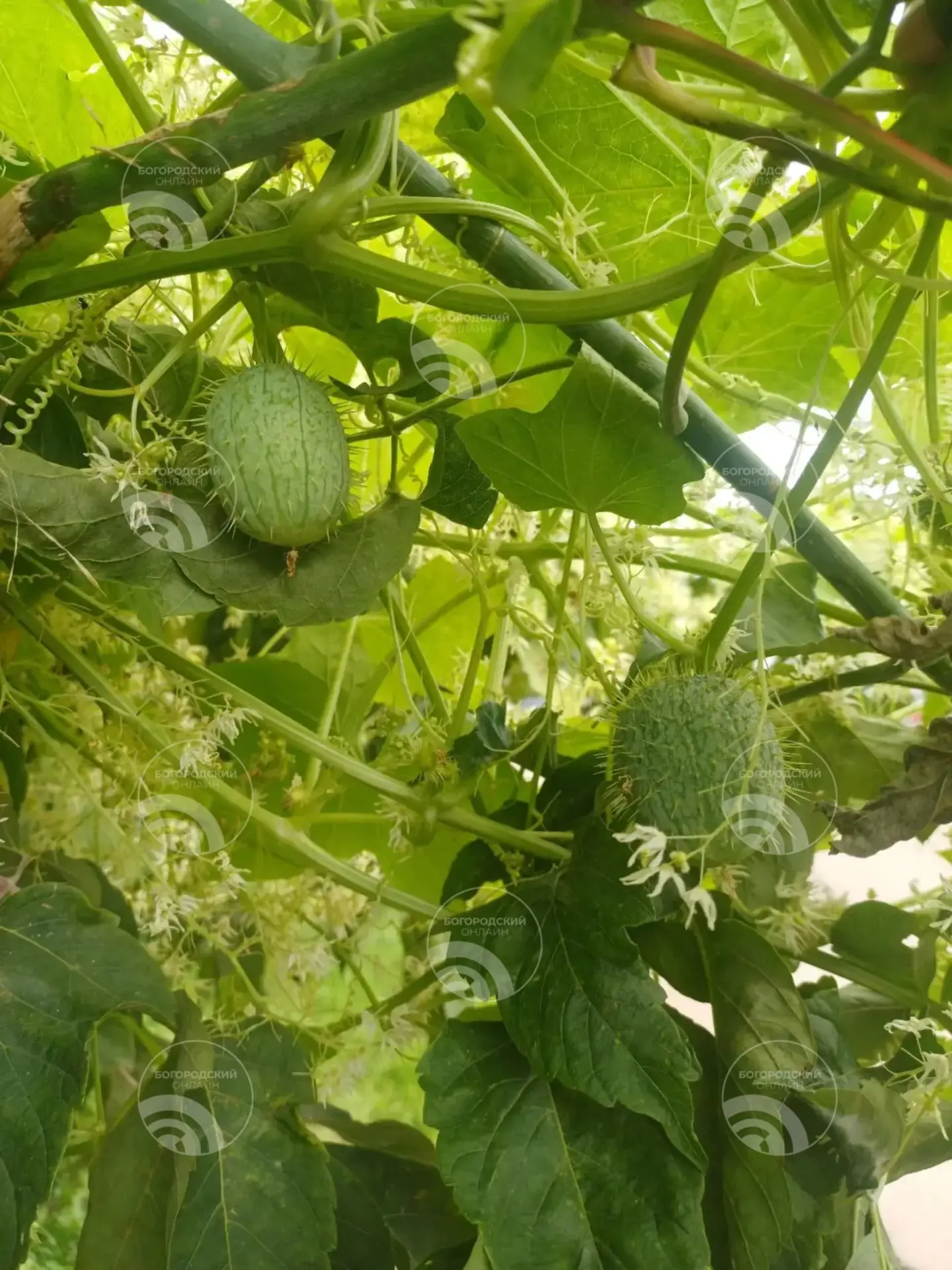 Кажется, в Ногинске на смену борщевику пришёл бешеный 🥒 😱