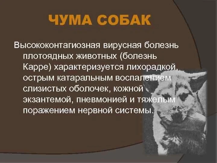 🔎Как распознать одну из самых опасных болезней собак — чуму плотоядных

Это высококонтагиозное забо