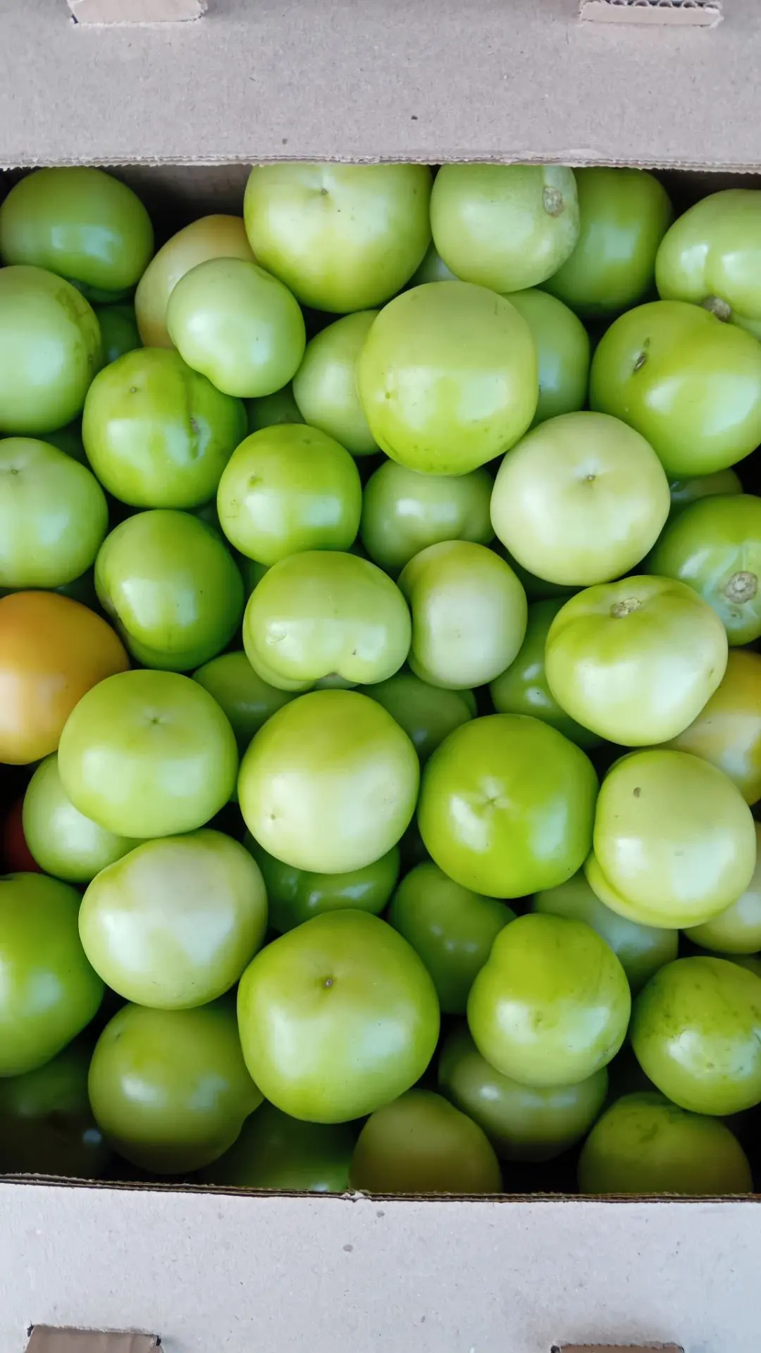 ТОВАР ДНЯ 🍅