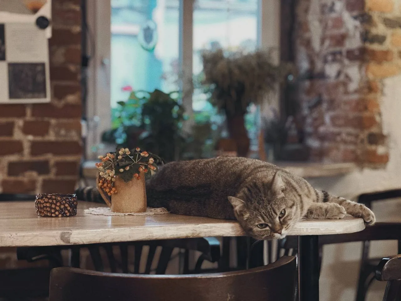 🐱 Идем в кофейню с котятами

Тут компанию посетителям составляют очаровательные кото-сотрудники — В