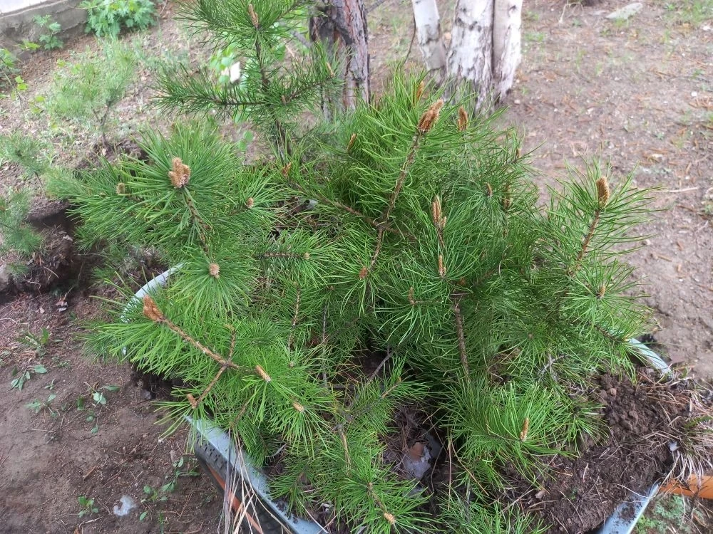 🌲 Сегодня на территории "Могойтуйского детского сада "Бэлиг" прошло важное и полезное ...