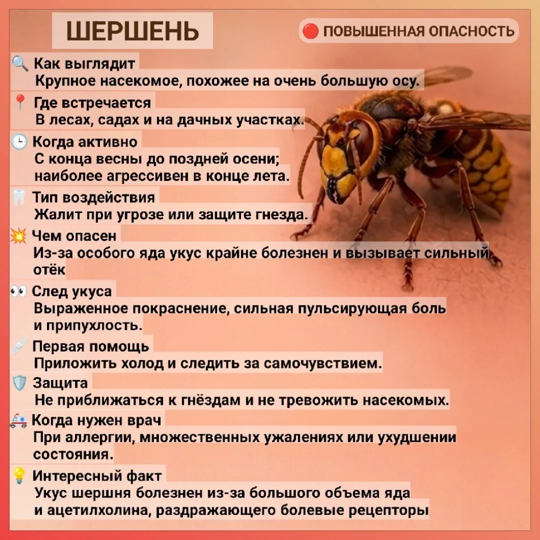 🌿 Лето — время открытий… и встреч с насекомыми! 

🦟В парках, лесах и у водоёмов появляется всё бол